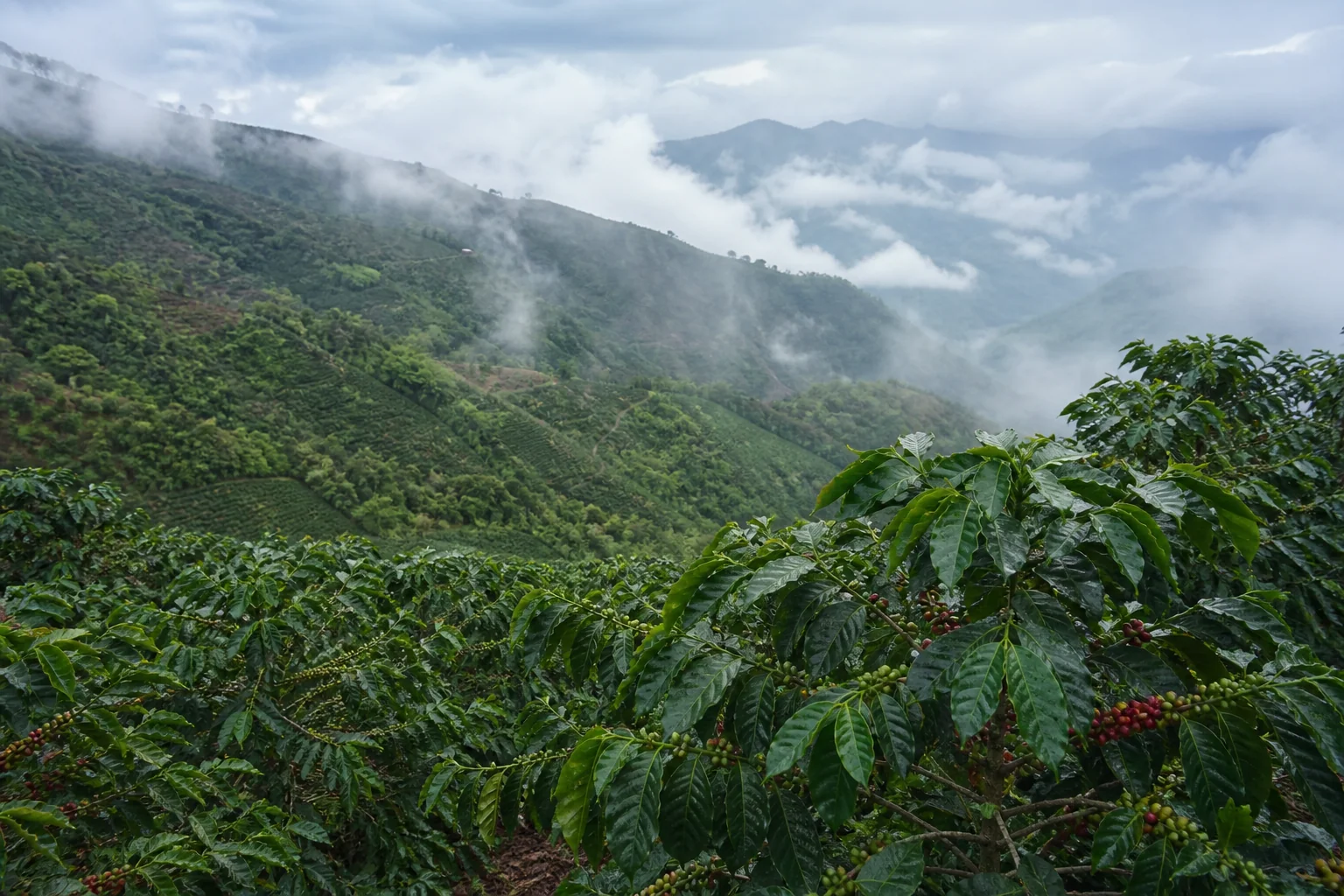 Coffee trees on a hillside in Huila, Colombia
